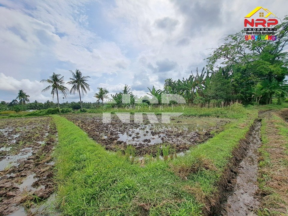 Disewakan Tanah Sawah 1.893 m² di Rejosari Banyuwangi – Lokasi Strategis & Irigasi Lancar