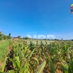 Dijual Tanah Sawah Luas di Wongsorejo Banyuwangi, Akses Aspal, Tanah Subur & View Gunung