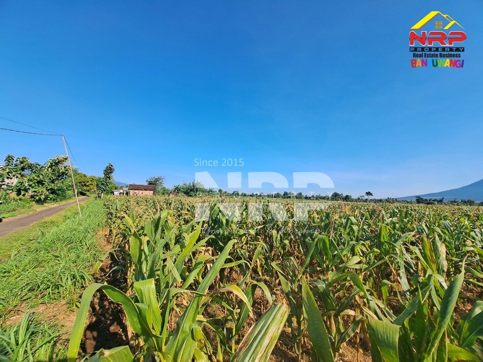 Dijual Tanah Sawah Luas di Wongsorejo Banyuwangi, Akses Aspal, Tanah Subur & View Gunung