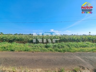 Dijual Tanah Sawah Luas di Wongsorejo Banyuwangi, Akses Aspal, Tanah Subur & View Gunung