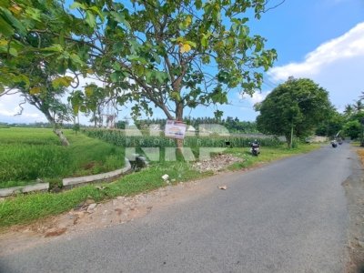 Tanah Sawah Luas Dijual di Sobo Banyuwangi Tepi Jalan Strategis